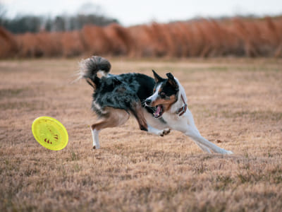 Ultimate Frisbee for Beginners: A Step-by-Step Guide to Learning the Basics