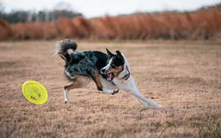 Do the color of frisbees affect a dog's ability to see them?